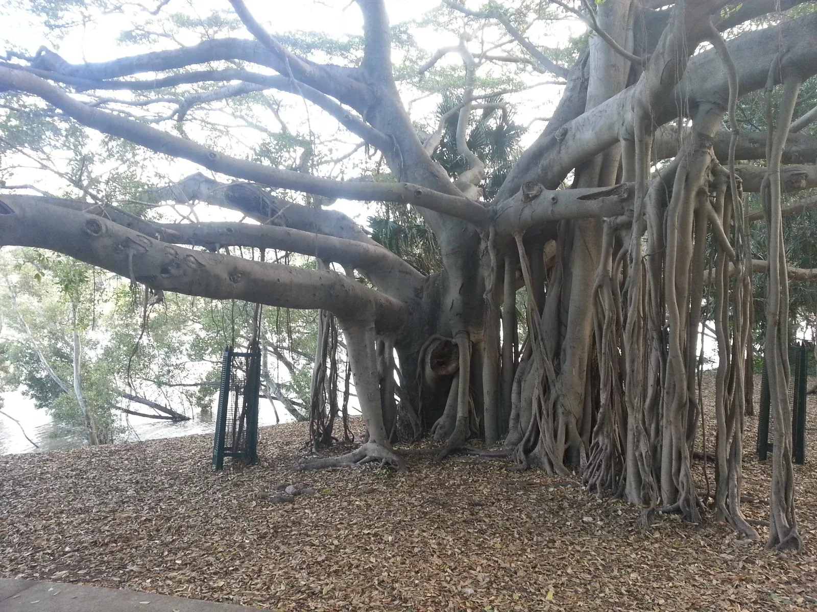 A huge tree by the river, Brisbane, August 2014