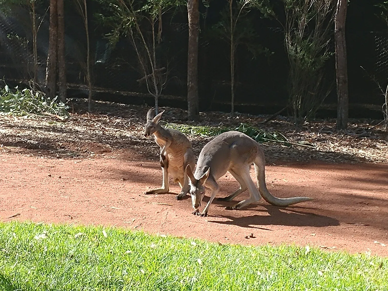 Kangaroos, Easter 2018