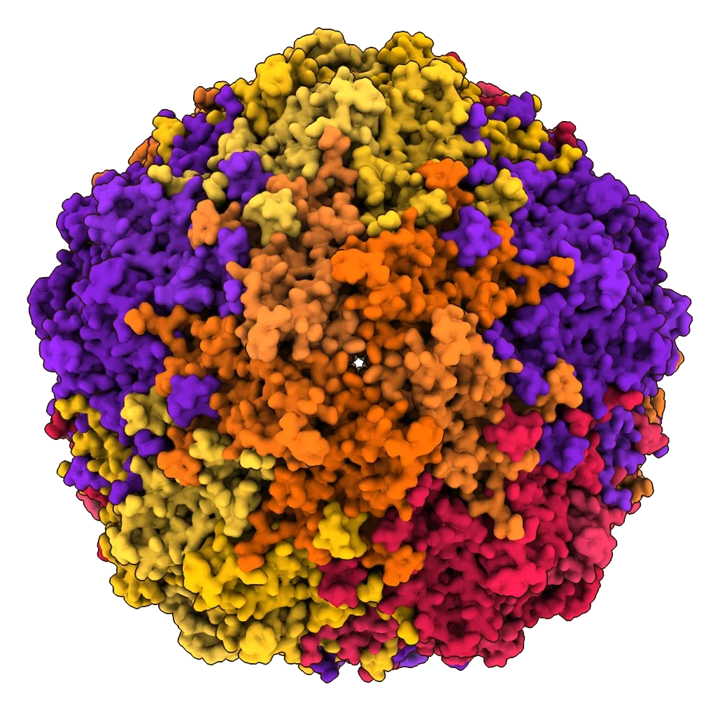 Capsid of beak and feather disease virus