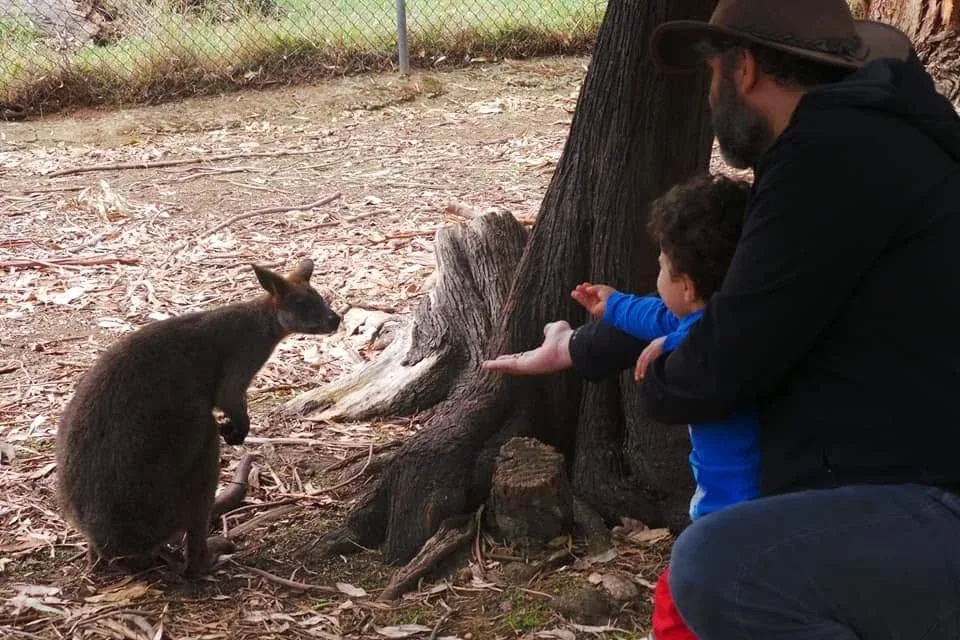 Feeding a wallaby