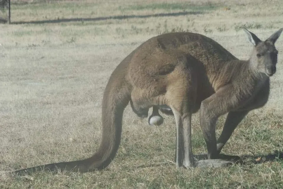 A kangaroo with a joey
